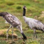 Black_Necked_Crane